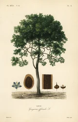 Guaiaco, Guaiacum officinale