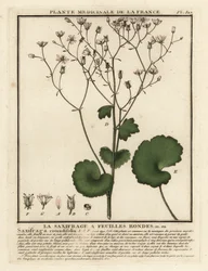 Sassifraga a foglie rotonde, Saxifraga rotundifolia