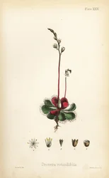 Drosera a foglie rotonde, Drosera rotundifolia. Litografia colorata a mano di Henry Sowerby da Flora Homeopathica di Edward Hamilton, Bailliere, Londra
