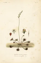 Drosera a foglie rotonde