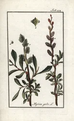 Mirica gale. Litografia da 