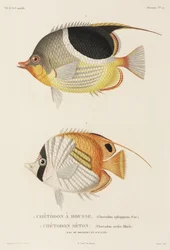 Pesci farfalla Saddleback e Auriga, Pacifico meridionale