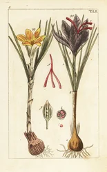 Zafferano, Crocus sativus
