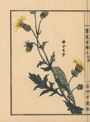 Sanhichisou o passiflora giapponese, Gynura japonica. Incisione xilografica colorata a mano di Kono Bairei da Kusa Bana Hyakushu (Cento varietà di fiori), Tokyo, Yamada