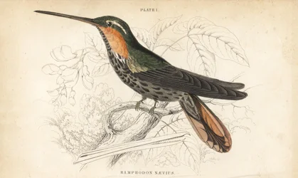Colibrì a becco seghettato, Ramphodon naevius. Incisione a mano colorata da William Lizars dal libro di Sir William Jardine