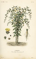 Scammony, Convolvulus scammonia