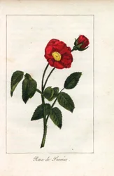 Rosa scarlatta di Provenza (incisione)