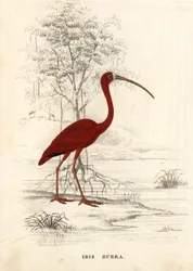 Ibis scarlatto, Eudocimus ruber (Ibis rubra). Incisione su acciaio colorata a mano dalla 