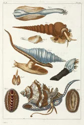 Creature marine