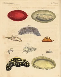 Lumache di mare: Phyllidia varicosa 1,2, Tergipes limacina 3,4, Aeolidia papillosa 5, Scyllaea pelagica 6, Tritonia hombergii 7, Polycera quadrilineata 8, e Platydoris argo 9,10. Incisione a rame colorata a mano dal 