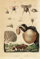 Lumache di mare, Diacavolinia limbata e Diacria trispinosa, e funghi Hydnum, fungo riccio, Hydnum repandum, fungo corallo, Hericium coralloides, ecc.