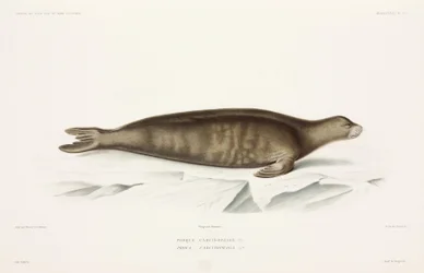 Foca