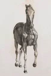 Secondo strato dissezionato di un cavallo, vista frontale
