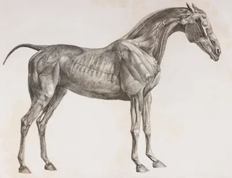 Secondo strato sezionato di un cavallo, vista laterale