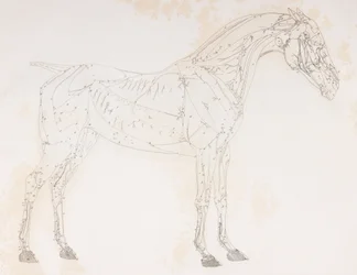 Secondo strato dissezionato di un cavallo, vista laterale