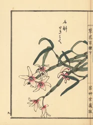 Sekkoku, dendrobium di Mohl o orchidea di pietra giapponese, Dendrobium moniliforme. Incisione a mano colorata su blocco di legno di Kono Bairei dal libro Kusa Bana Hyakushu (Cento varietà di fiori), Tokyo, Yamada