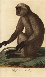 Semnopithecus entellus - Langur grigio o langur di Hanuman