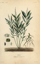 Radice di serpente di Seneca o radice di serpente a sonagli, Polygala senega