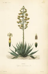 Agave americana
