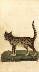 Serval, Leptailurus serval (incisione)