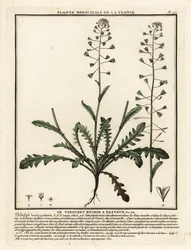 Capsella bursa-pastoris