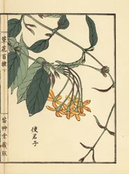 Shikunshi, caprifoglio cinese o rampicante di Rangoon, Combretum indicum. Incisione a mano colorata su blocco di legno di Kono Bairei dal libro Kusa Bana Hyakushu (Cento varietà di fiori), Tokyo: Yamada