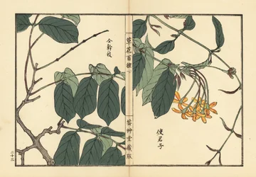 Shikunshi, caprifoglio cinese o rampicante di Rangoon, Combretum indicum. Incisione a mano colorata su blocco di legno di Kono Bairei dal libro Kusa Bana Hyakushu (Cento varietà di fiori), Tokyo, Yamada