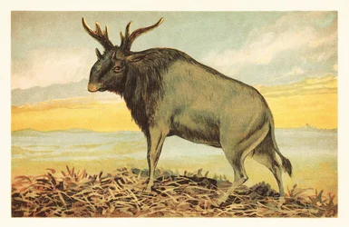 La bestia di Shiva, Sivatherium giganteum. 1908