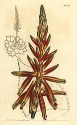 Aloe a foglie corte, Aloe brevifolia