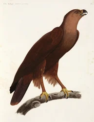 Aquila stridula, Egitto