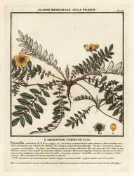 Potentilla anserina, Potentilla anserina