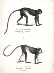 Lutung argentato, Trachypithecus cristatus (Semnopithecus pruinosus) e surili di Sumatra, Presbytis melalophos (Semnopithecus melalophos) in pericolo. Litografia di Karl Joseph Brodtmann da Storia naturale illustrata degli animali di Heinrich Rudolf Schinz