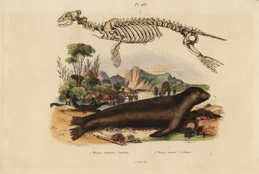 Scheletro della foca comune, Phoca vitulina 1, e del leone marino australiano, Neophoca cinerea 2