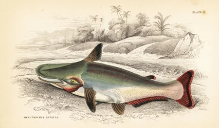 Pesce gatto Slopehead (incisione)