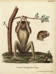 Lemure lento o loris snello rosso, Loris tardigradus. In pericolo. Lemur tardigradus Linn. Incisione a mano colorata su rame disegnata e incisa da Hermann Jakob Tyroff da Illustrazioni animali di Johann Christian Daniel Schreber