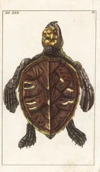 Tartaruga azzannatrice