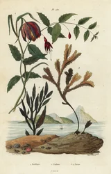 Fritillaria meleagris 1, fucsia colibrì, Fuchsia magellanica 2, alga dentata, Fucus serratus 3 e Fucus siliqueux 4