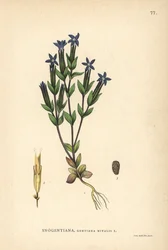 Genziana delle nevi, Gentiana nivalis