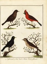 Uccelli canori: usignolo, cardinale rosso, merlo e tordo. 1792