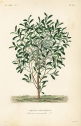 Graviola, Annona muricata