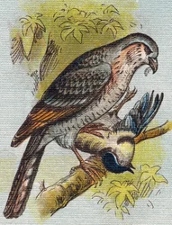 Passero. Incisione in "Alphabet de ma petite fille". Bernardin-Bechet e Fils, librai-editori, Parigi, circa 1895. Album infrangibile su tela. Bibliotheque des Bebes. 12 pagine. Album contenente un metodo di lettura e un abecedario illustrativo