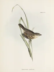 Passero o fringuello, c 1832-1836