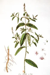 Menta piperita