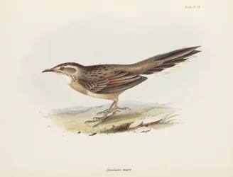 Spinetail, Sud America, c. 1832-1836