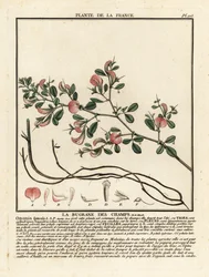 Ononide spinosa, La bugrane des champs, Ononis spinosa