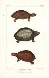Tartaruga maculata, Rhinoclemmys punctularia, tartaruga indiana, Lyssemys punctata, e tartaruga elmetto nordafricana, Pelomedusa subrufa olivacea