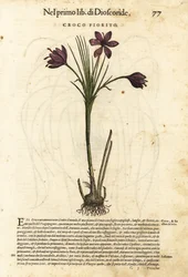 Crocus vernus (Croco fiorito)