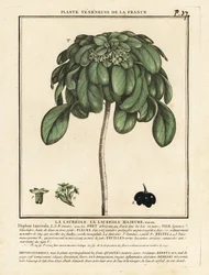 Daphne laureola