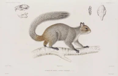 Scoiattolo