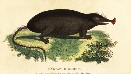 Talpa dal naso stellato, Condylura cristata